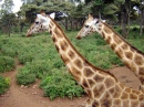 Giraffe Center, Nairobi