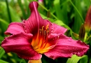 Blooming Lily