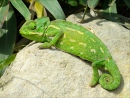 A Small Chameleon