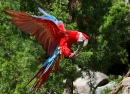 Macaw at the Cincinnati Zoo