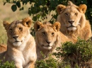 Lions Family Portrait