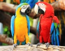 Colorful Couple Macaws