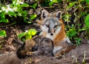 Grey Fox Vixen and Kit