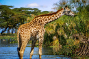 Wild Giraffe in Kenya