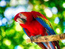 Colorful Ara Parrot