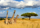 Giraffes in the National Park in Kenya