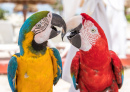 Macaw Couple, Cancun, Mexico