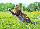 Kitten Playing With Soap Bubbles
