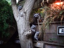 Mother Raccoon & 3 Babies
